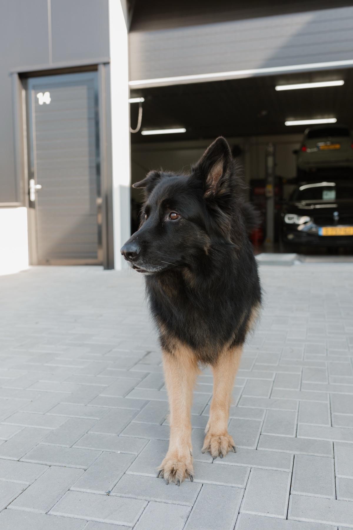 Rocco van Autobedrijf Tonsel